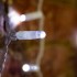 Гирлянда Светодиодный Дождь 2х1,5м, 300 LED БЕЛЫЙ, белый ПВХ, IP65, эффект мерцания, 230В соединяется NEON-NIGHT (нужен шнур питания 303-500-1)