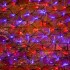 Гирлянда Сеть 2х0,7м, черный ПВХ, 176 LED Красные/Синие (контроллер в комплекте)